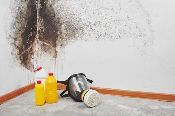 Office Mold Removal Services in Orlovista, FL