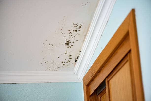 Best Commercial Mold Removal  in Orlovista, FL