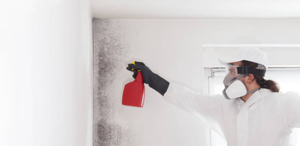 Best Black Mold Removal  in Orlovista, FL