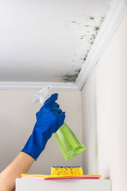 Best Attic Mold Removal  in Orlovista, FL